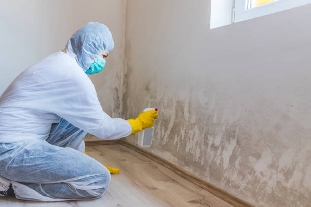 Licensed Mold Remediation service in Port Royal, PA - WQB Mold Removal